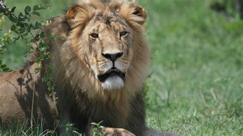 Cecil the Lion’s Death Won’t Stop Trophy Hunting, Author Says