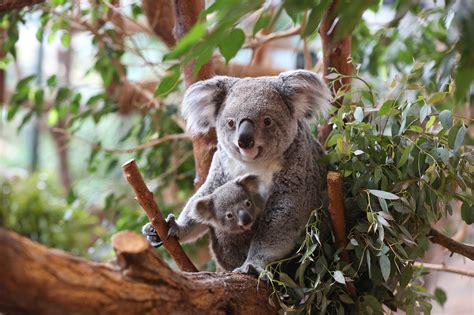 Beauval : le zoo de tous les records - Détours en France