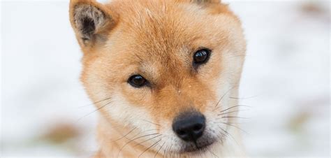 The Hokkaido Dog | Japan's Most Iconic Breed | Niseko.com