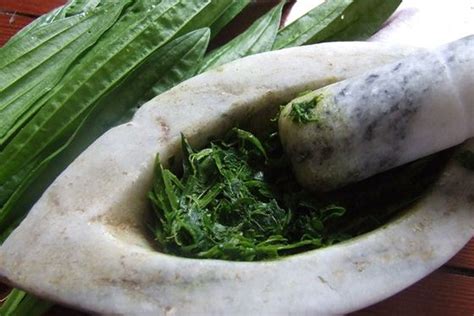 How+to+Make+a+Plantain+Poultice+for+Wounds,+Bites,+Rashes,+ | Herbalism, Herbal medicine, Herbal ...