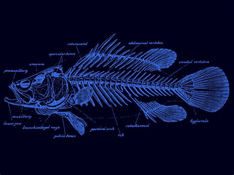 Glossary of fish terms - The Australian Museum