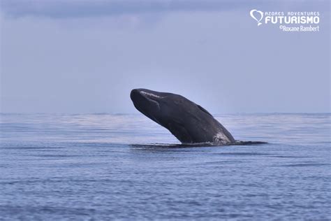 Spectacular July in Pico - Azores Whales