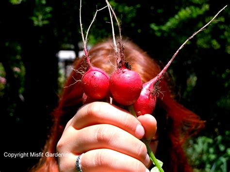 Radish Harvest - Misfit Gardening