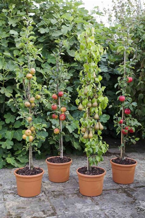 How To Grow Apple Trees In Containers and Pots - DIY Morning