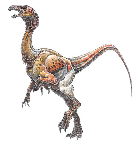 Bambiraptor feinbergorum - feathered dinosaur Dinosaur Park, Dinosaur Photo, Dinosaur Images ...