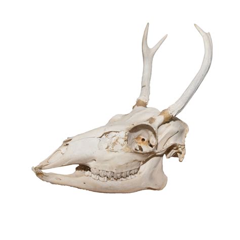 Whitetail Deer Skeleton, 12 best images about Deer Anatomy on Pinterest | Animal ... : Jul 29 ...