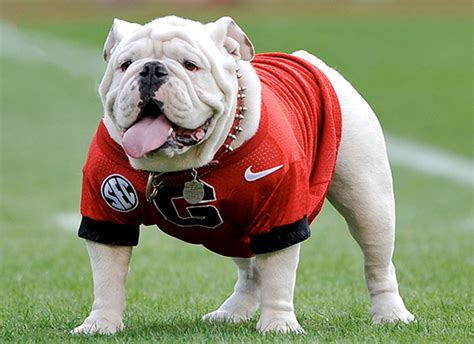 Georgia mascot Uga not making trip from Savannah to Los Angeles ...