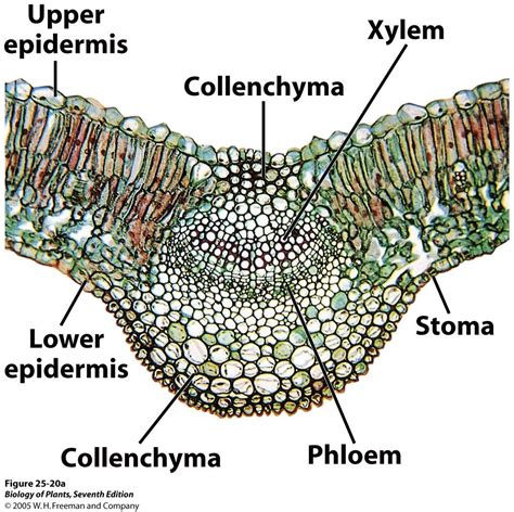 Dicot Leaf Mesophytic Lilac Syringia Cross Section Low | Biology ...