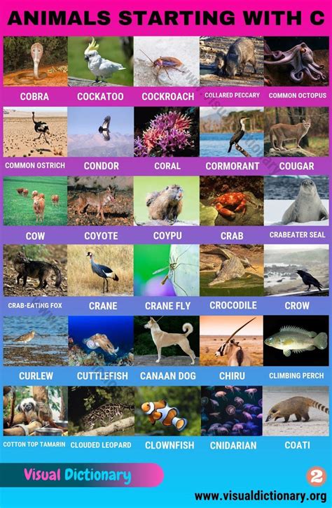 Animals Name And Pictures In English