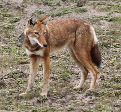 Ethiopian Wolf Facts - Information about the Ethiopian Wolf