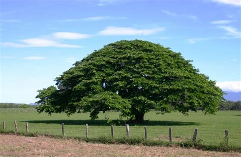 Arbol_de_Guanacaste-1-2 - Bunker de la mente