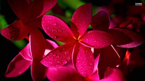 Plumeria Wallpapers - Wallpaper Cave