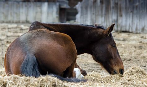 Supportive care for the laminitic horse | Laminitis : Understanding, Cure, Prevention