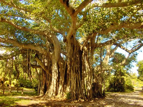 File:Giant tree in Hugh Taylor Birch Park, Fort-Lauderdale, Florida ...