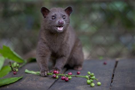 Here's The Scoop On Cat Poop Coffee | WBUR