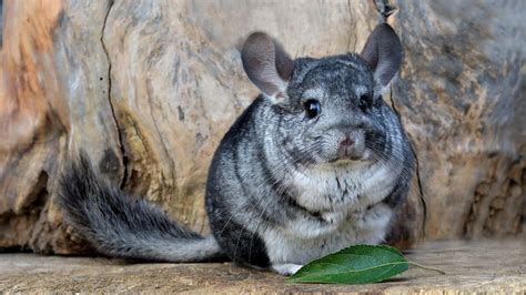 Are Chinchillas Smart