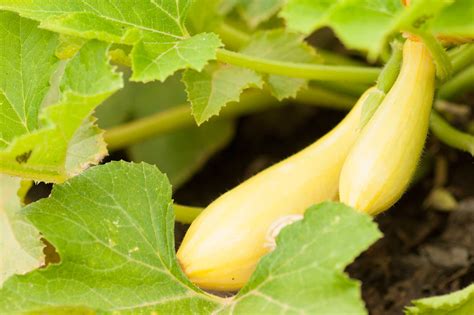 How to Grow Summer Squash