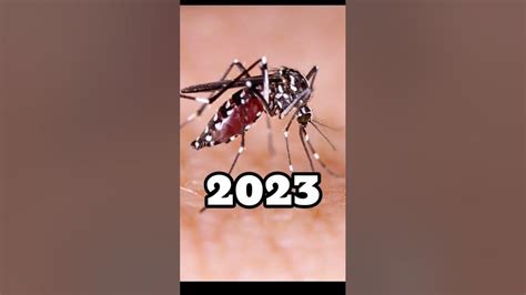 2023 Mosquito and 5000 bce Mosquito #mosquito#viral#shorts. - YouTube