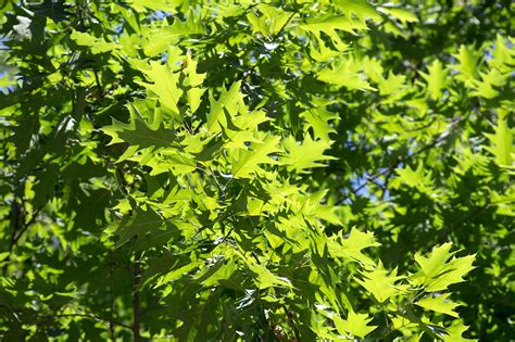 Oak Tree Leaves Texture