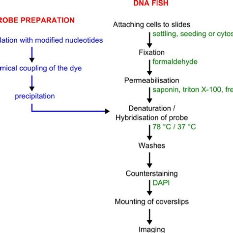 Workflow for probe labeling and DNA FISH. Probe preparation is shown in... | Download Scientific ...