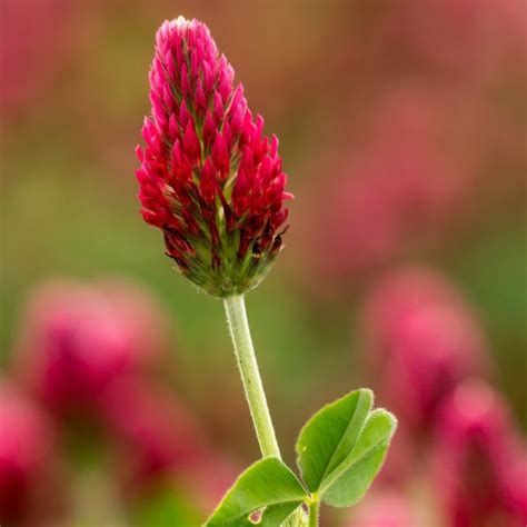 Red Clover: Fertility Herb and Tonic