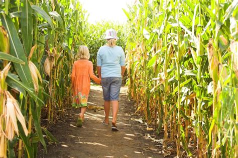 Don't Get Lost! The Best Corn Mazes In Ohio