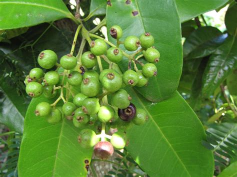 Polynesian Produce Stand : ~ALLSPICE~ Pimenta dioica SPICE TREE Fragrant Leaf Foliage Live small ...