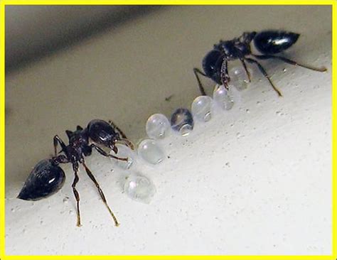 Acrobat Ants - Plant & Pest Diagnostics