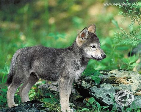 Wolf Wallpaper - All About Animals