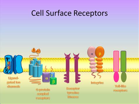 Receptor Tyrosine Kinases