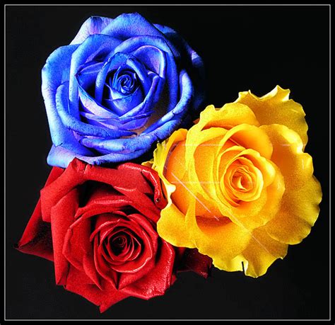 Red, Blue & Yellow Glitter Roses | Blue rose tattoos, Red roses wallpaper, Red flowers