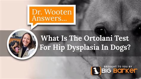 What Is The Ortolani Test For Hip Dysplasia In Dogs? | Dr. Wooten Answers... - YouTube