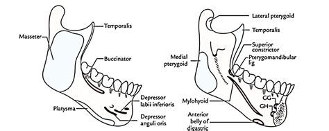 Easy Notes On 【Mandible】Learn in Just 4 Minutes!