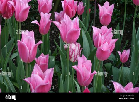 Pink and White tulips in the garden Stock Photo - Alamy