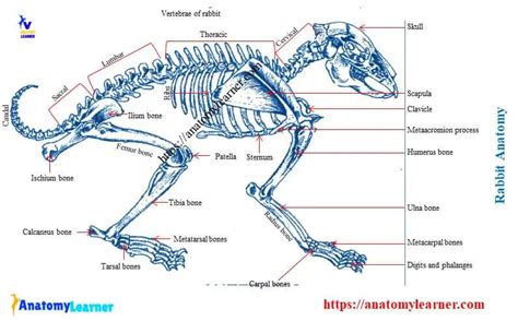 Rabbit Anatomy - Skeleton, Muscles and Internal Organs » AnatomyLearner ...