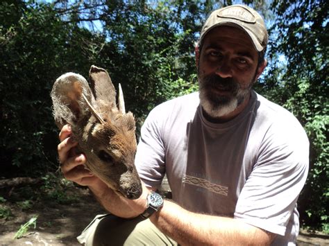 Brown Brocket deer hunting in Argentina....!!!! | AfricaHunting.com