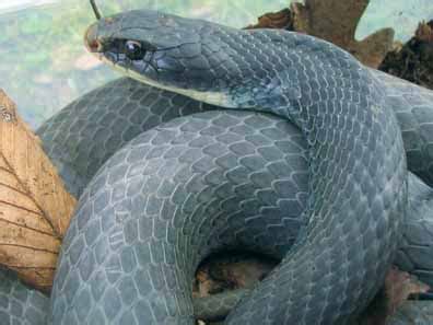 Blue Racer Snake