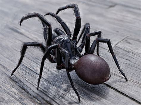 10 Most Deadly Spiders in Australia | Man of Many