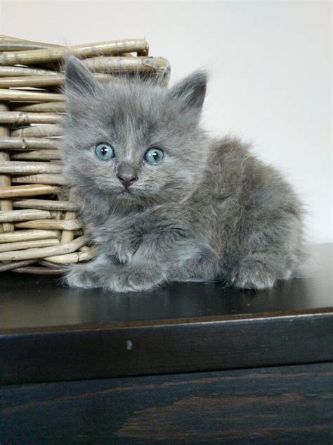 Beautiful grey kittens | in Batley, West Yorkshire | Gumtree