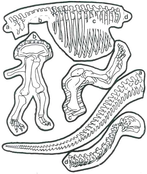 Dinosaur Fossil Coloring Pages at GetColorings.com | Free printable colorings pages to print and ...