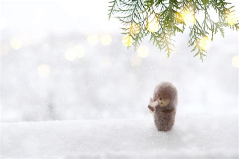 Premium Photo | Cute little hedgehog on snowy winter background fir ...