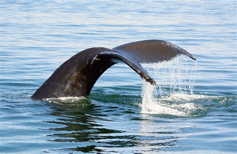 Humpback Whale fluke. Photograph by Evelyn Garcia - Pixels