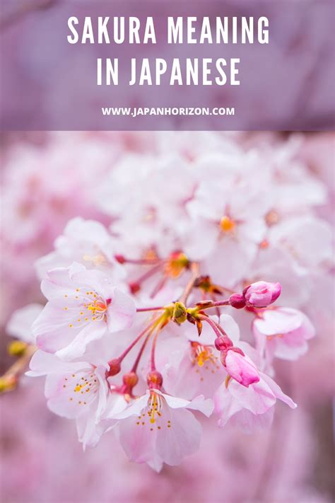 What Does Sakura Really Mean in Japanese? | Japanese blossom, Cherry ...