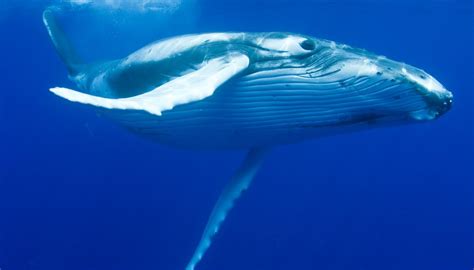 Animals & Plants on the California Coast | Sciencing