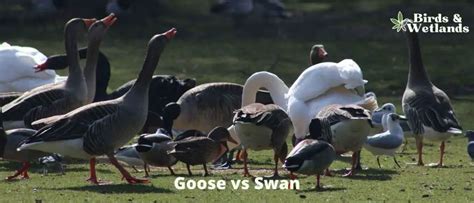 Goose vs Swan: What Is the Difference? - Birds & Wetlands