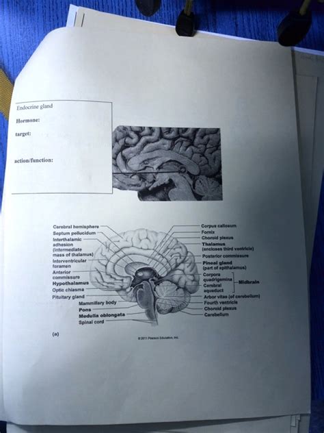 Endocrine gland Hormone: target: action/function: Cerebral hemisphere Septum pellucidum ...