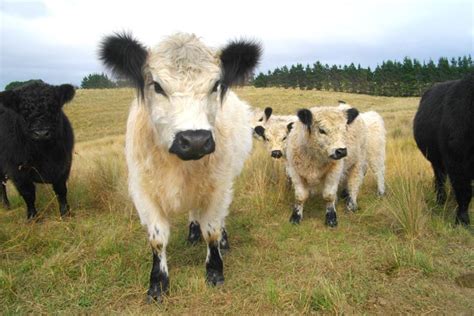 Image result for white galloway cattle | Galloway cattle, Cattle, Mini cows