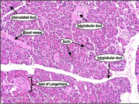 Image result for islets of langerhans histology Life Science, Science Nature, Histology Slides ...