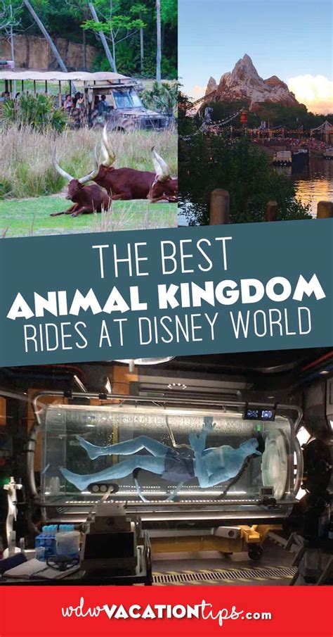 The Best Rides at Animal Kingdom • WDW Vacation Tips