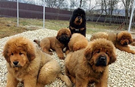 your security Tibetan lion Mastiff puppies for adoption Afghan hound GOLARCHI - Animals - Pets ...